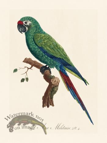 Barraband Parrot 004